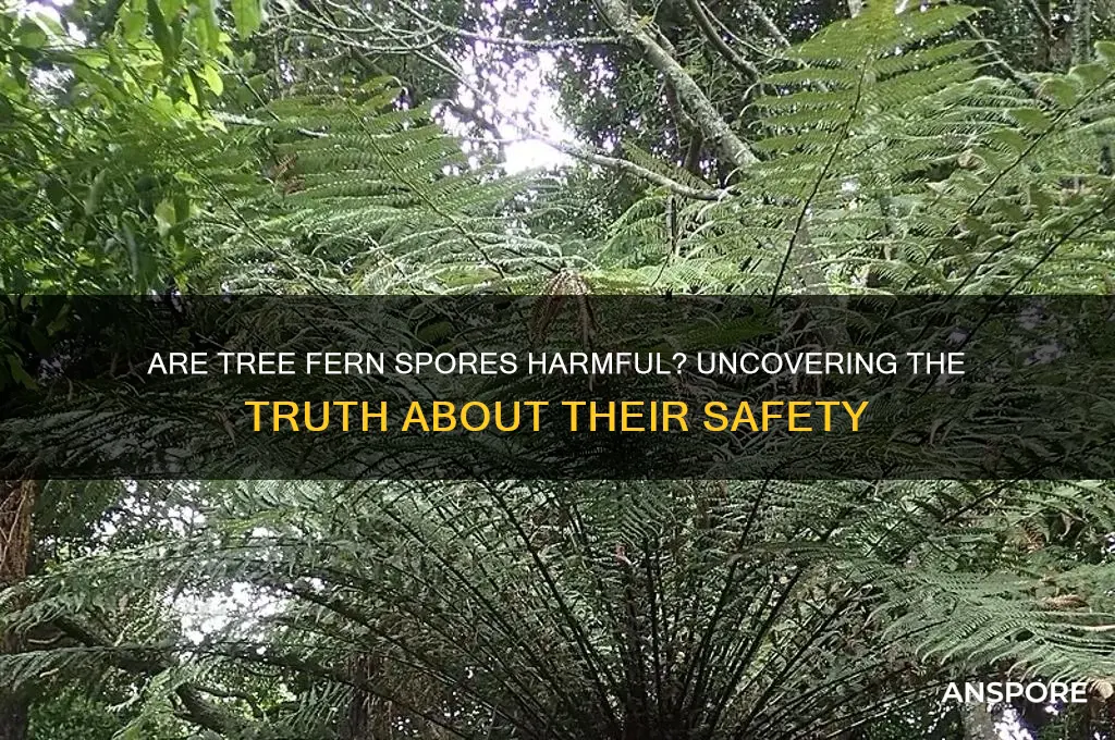 are tree fern spores dangerous