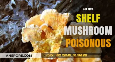 Are Tree Shelf Mushrooms Poisonous? Identifying Safe and Toxic Varieties