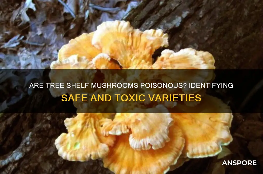 are tree shelf mushrooms poisonous