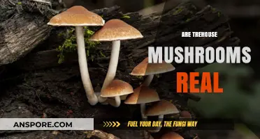 Trehouses and Mushrooms: Myth or Reality?