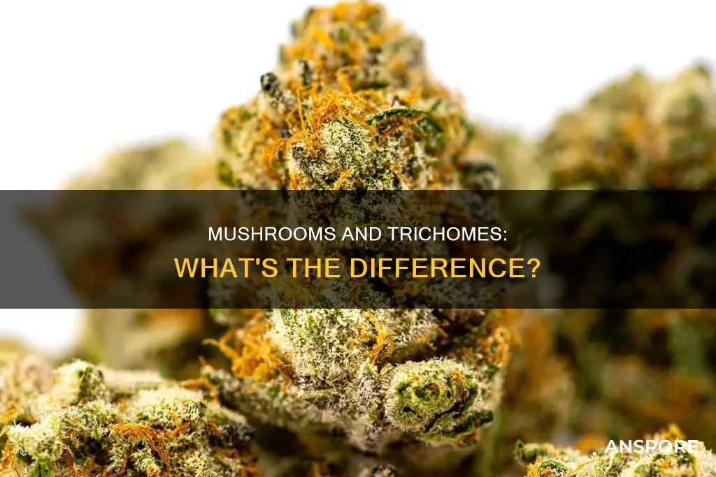 are trichomes mushrooms