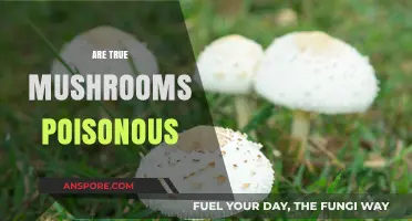 Are True Mushrooms Poisonous? Unveiling the Toxic Truth About Fungi