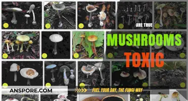 Mushroom Mystery: Are True Mushrooms Toxic?