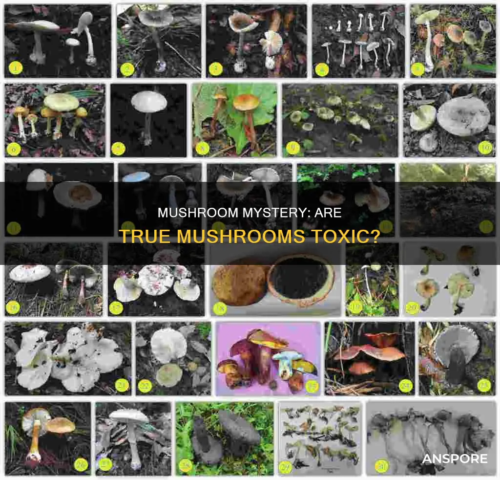 are true mushrooms toxic