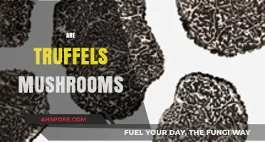 The Mystery Behind Truffles and Their Relation to Mushrooms