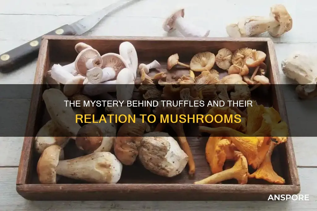 are truffels mushrooms
