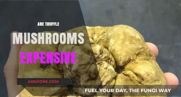 Why Are Truffle Mushrooms So Expensive?