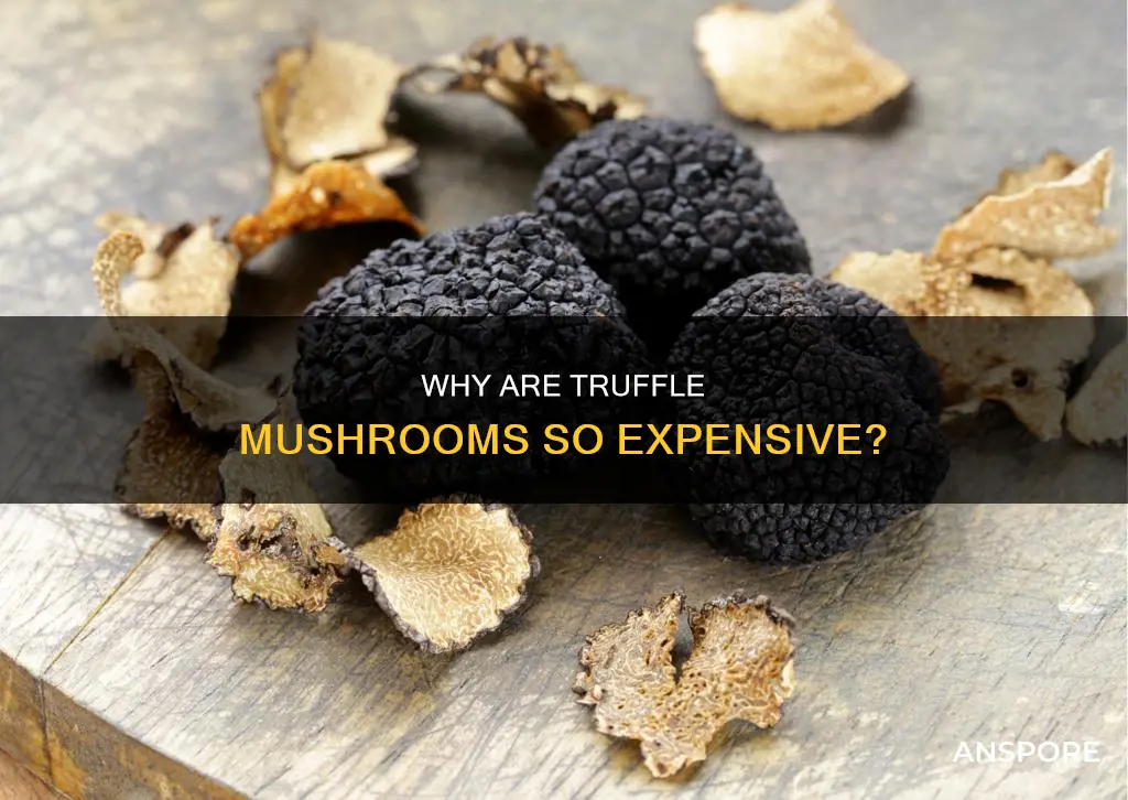 are truffle mushrooms expensive