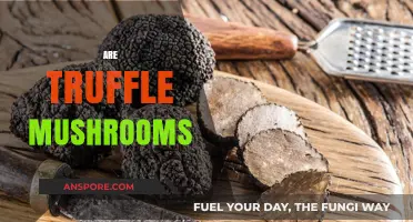 Truffle Mushrooms: A Culinary Treasure Hunt