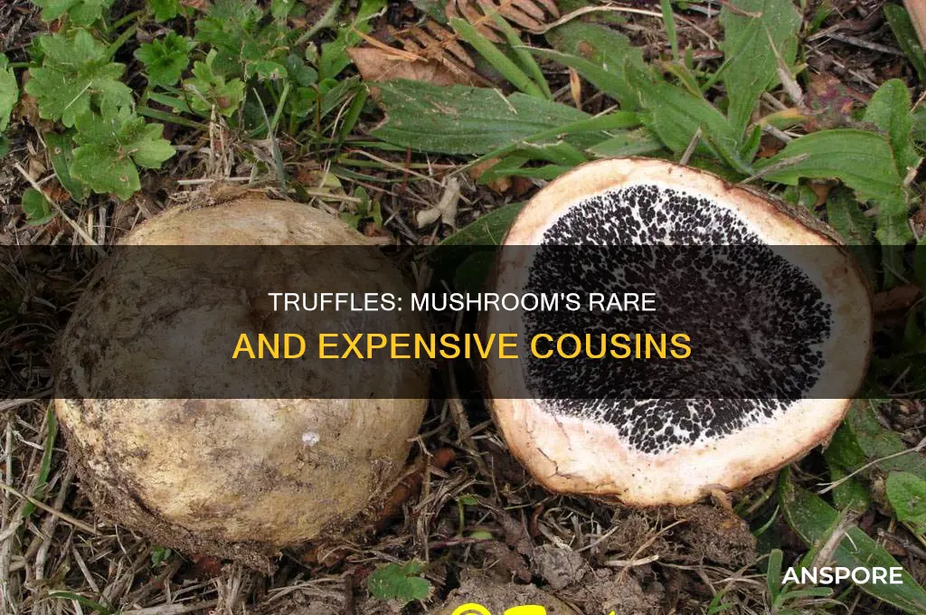 are truffles a kind of mushroom