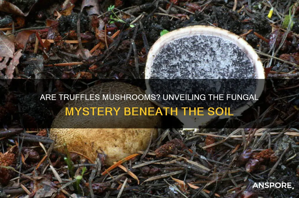 are truffles a type of mushroom