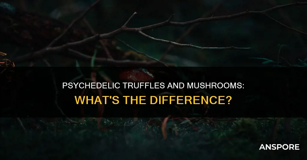 are truffles and mushrooms psychedelic