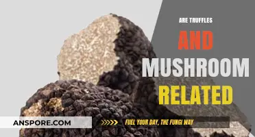 Mushrooms and Truffles: What's the Relation?
