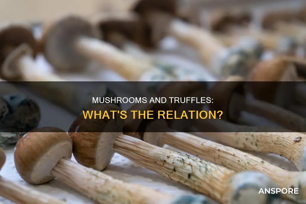 are truffles and mushrooms related