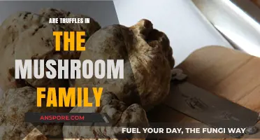 Mushroom Cousins: Are Truffles Part of the Family?