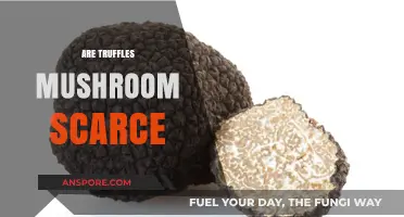 The Truffle Conundrum: Why Are They So Rare?