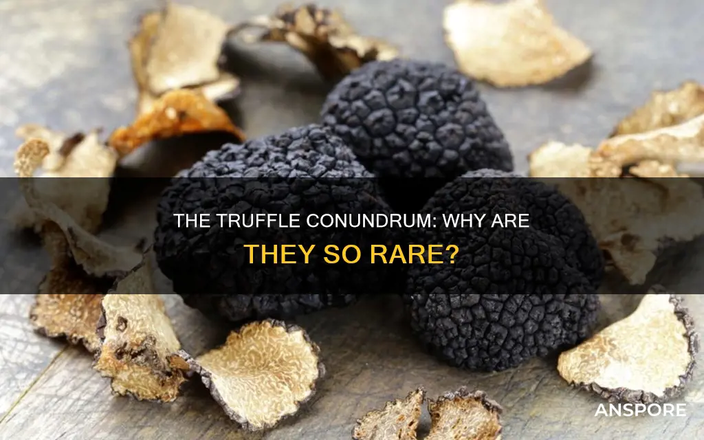are truffles mushroom scarce