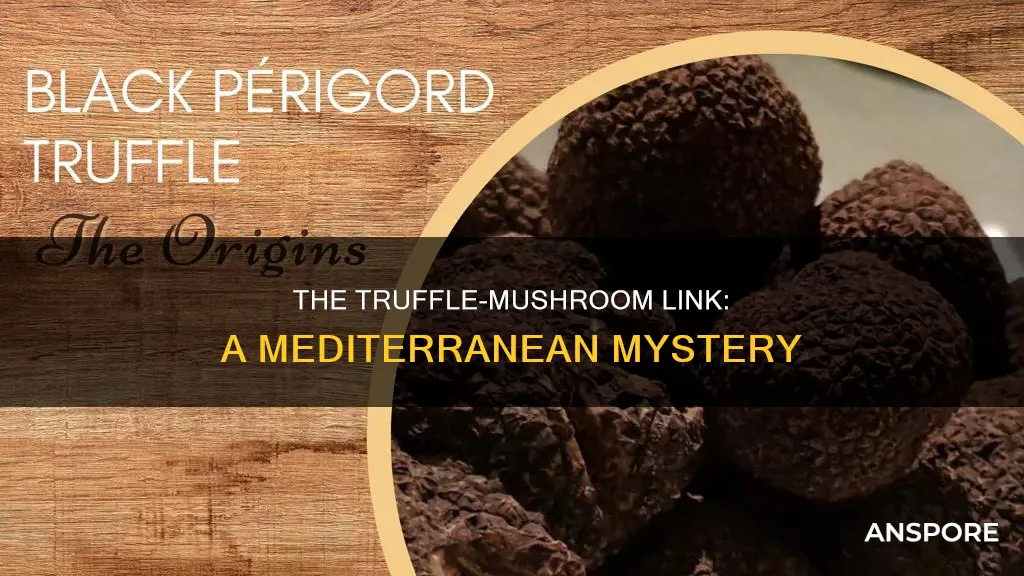 are truffles mushrooms mediterranean