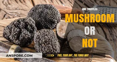 The Truffle Conundrum: Mushroom or Not?