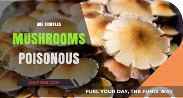 Are Truffles Poisonous? Debunking Myths About These Gourmet Mushrooms