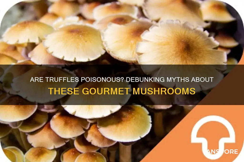 are truffles mushrooms poisonous
