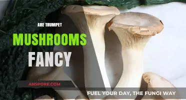 Trumpet Mushrooms: A Fancy and Edible Treat