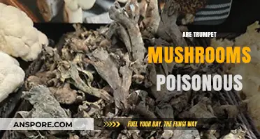Are Trumpet Mushrooms Poisonous? A Comprehensive Guide to Safety