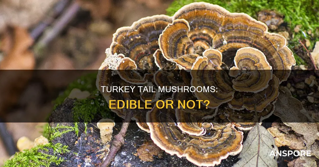 are turkey tail mushroom etible