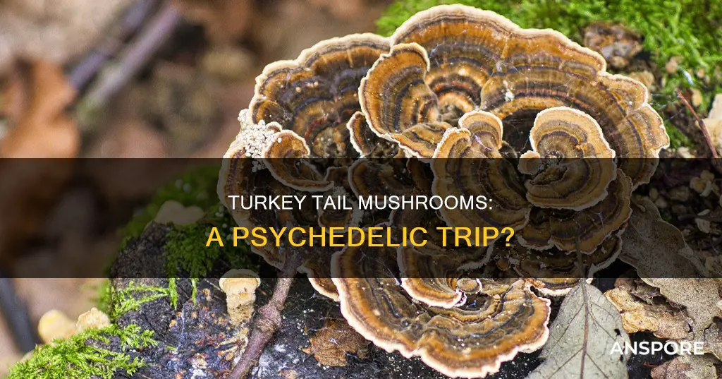 are turkey tail mushroom psychedelic