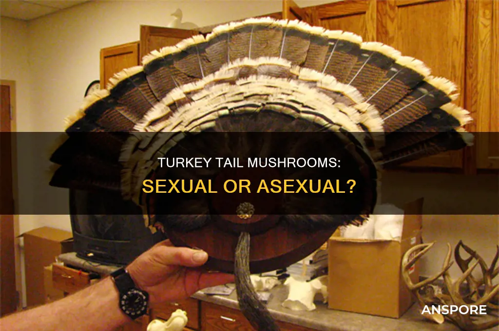 are turkey tail mushrooms asecual or sexual
