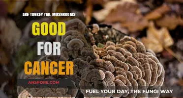 Turkey Tail Mushrooms: A Natural Ally in Cancer Support?