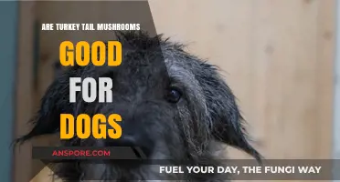 Turkey Tail Mushrooms for Dogs: Benefits, Safety, and Usage Guide