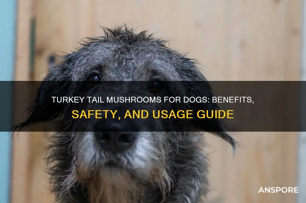 are turkey tail mushrooms good for dogs