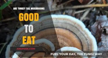 Turkey Tail Mushrooms: Nutritional Benefits and Culinary Uses Explained