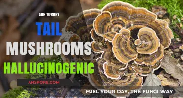 Turkey Tail Mushrooms: Hallucinogenic or Not?