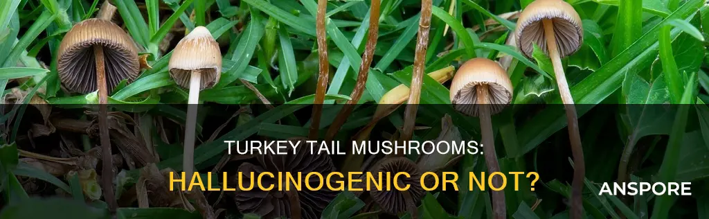 are turkey tail mushrooms hallucinogenic