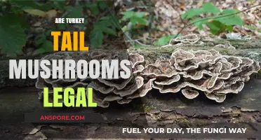 Are Turkey Tail Mushrooms Legal? Exploring Their Legal Status and Uses