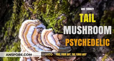 Turkey Tail Mushrooms: A Psychedelic Journey?