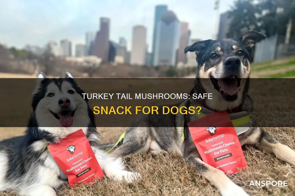 are turkey tail mushrooms safe for dogs