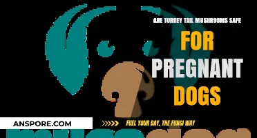 Turkey Tail Mushrooms: Safe Treat for Pregnant Dogs?