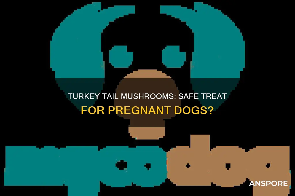 are turkey tail mushrooms safe for pregnant dogs