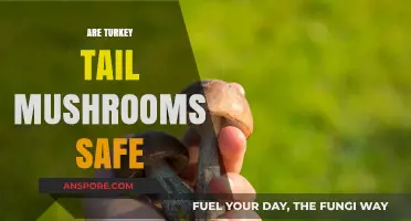 Turkey Tail Mushrooms: Safe Superfood?