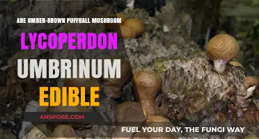 Is Lycoperdon Ubrinum Edible? Exploring the Umber-Brown Puffball Mushroom