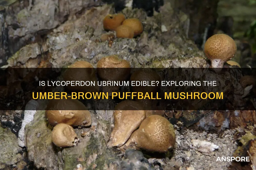 are umber-brown puffball mushroom lycoperdon umbrinum edible