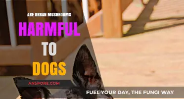 Mushrooms in Cities: Are They Toxic to Dogs?