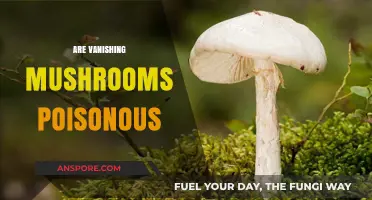 Vanishing Mushrooms: Are They Poisonous or Just Elusive?