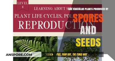 Vascular Plants: Exploring Reproduction via Spores and Seeds