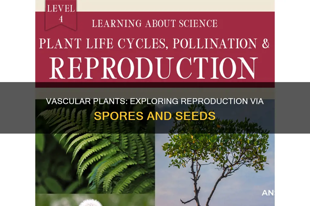 are vascular plants produced by spores and seeds