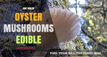 Veiled Oyster Mushrooms: Are They Safe to Eat?
