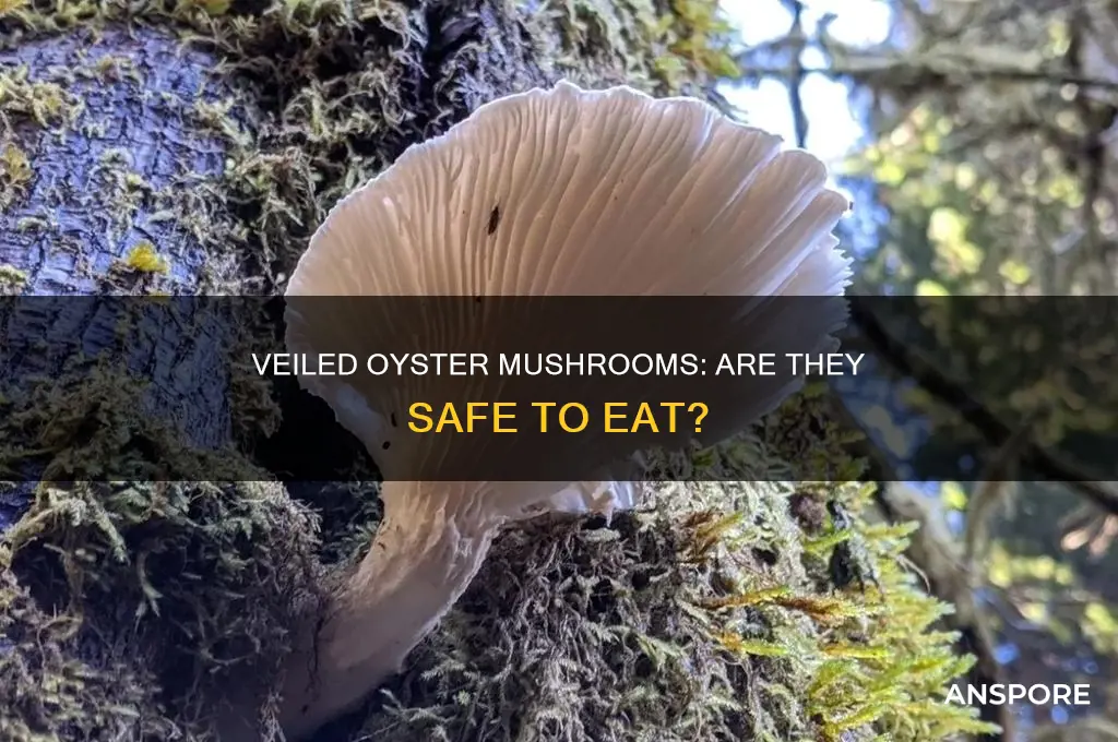 are veiled oyster mushrooms edible